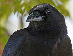 American Crow