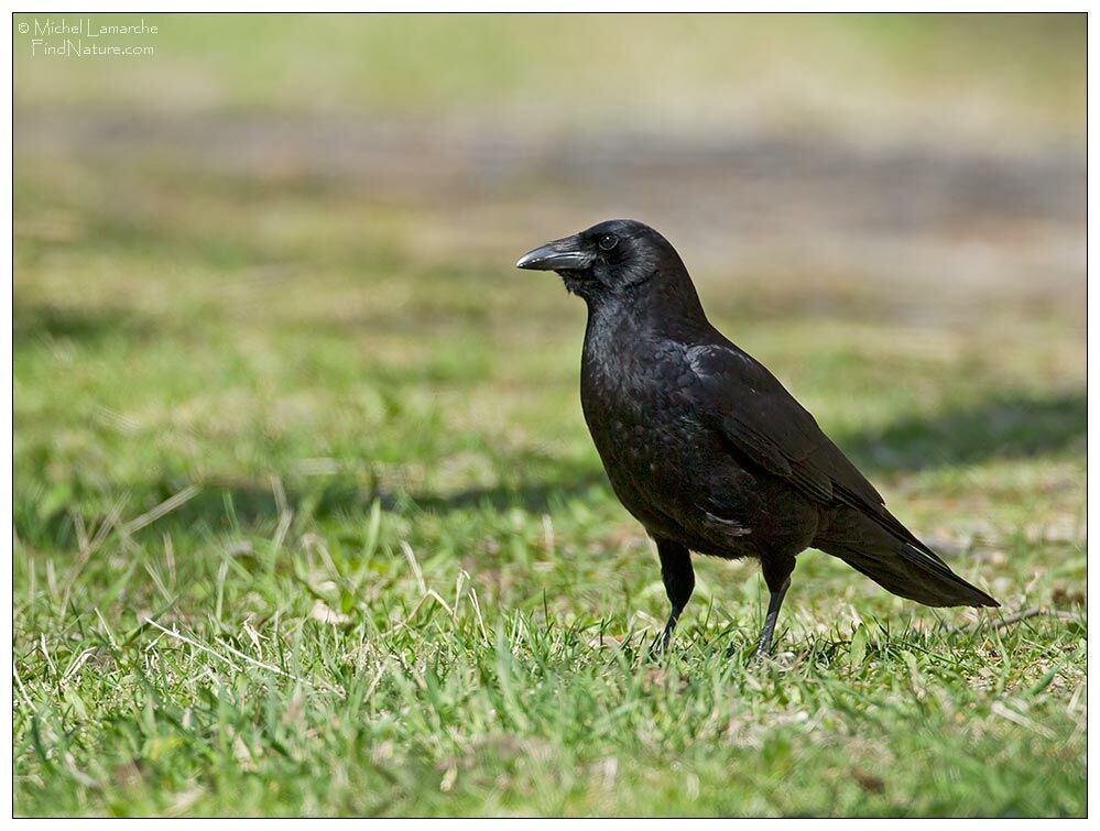 American Crow