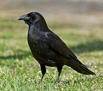 American Crow