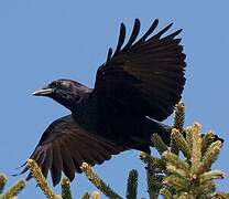 American Crow