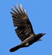 American Crow