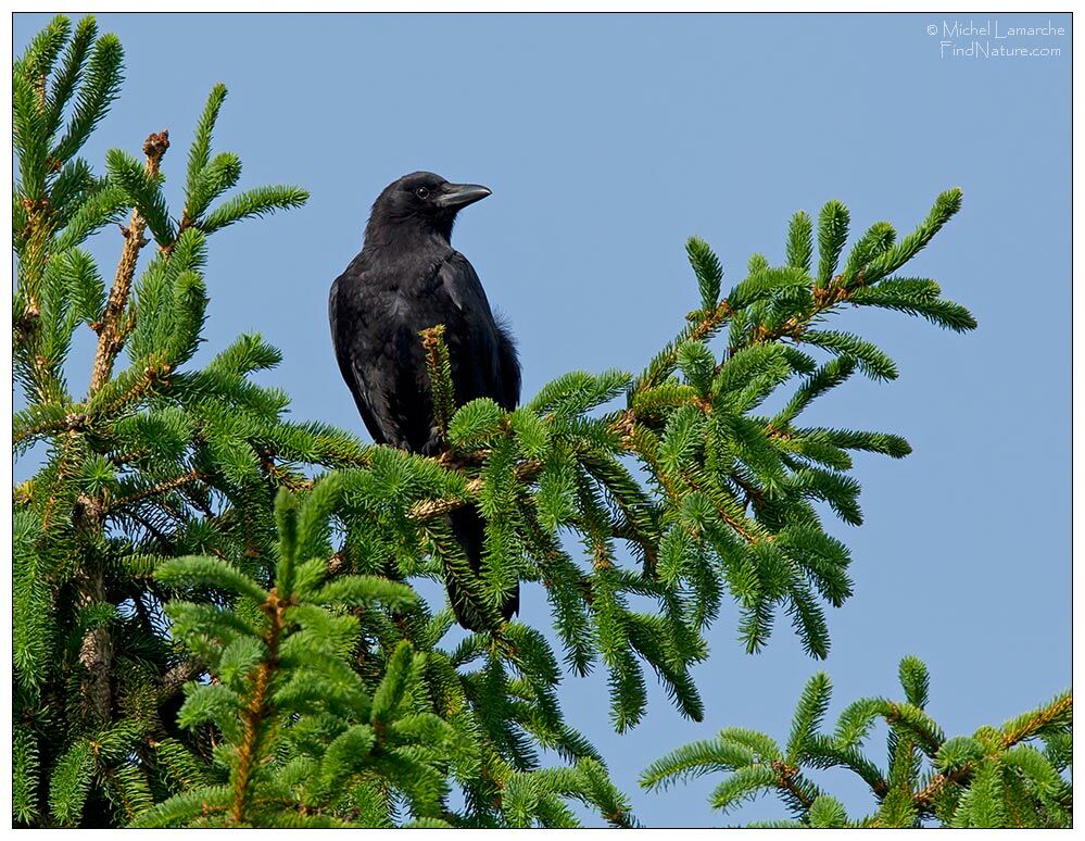 American Crow