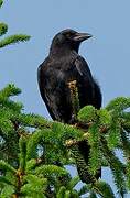 American Crow