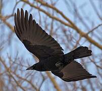 American Crow