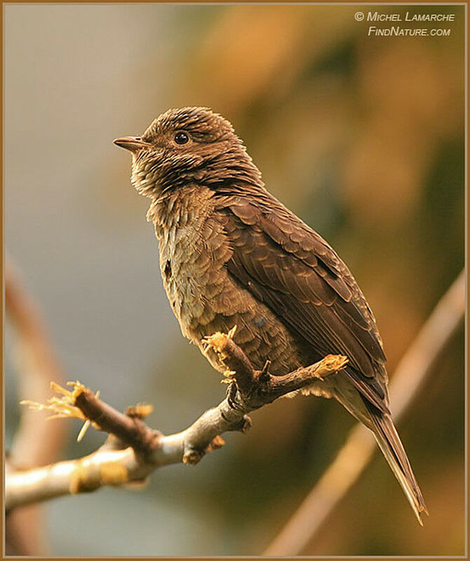 Spangled Cotinga female adult