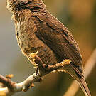 Cotinga de Cayenne