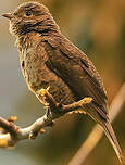 Cotinga de Cayenne