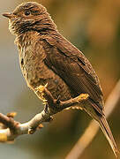 Spangled Cotinga