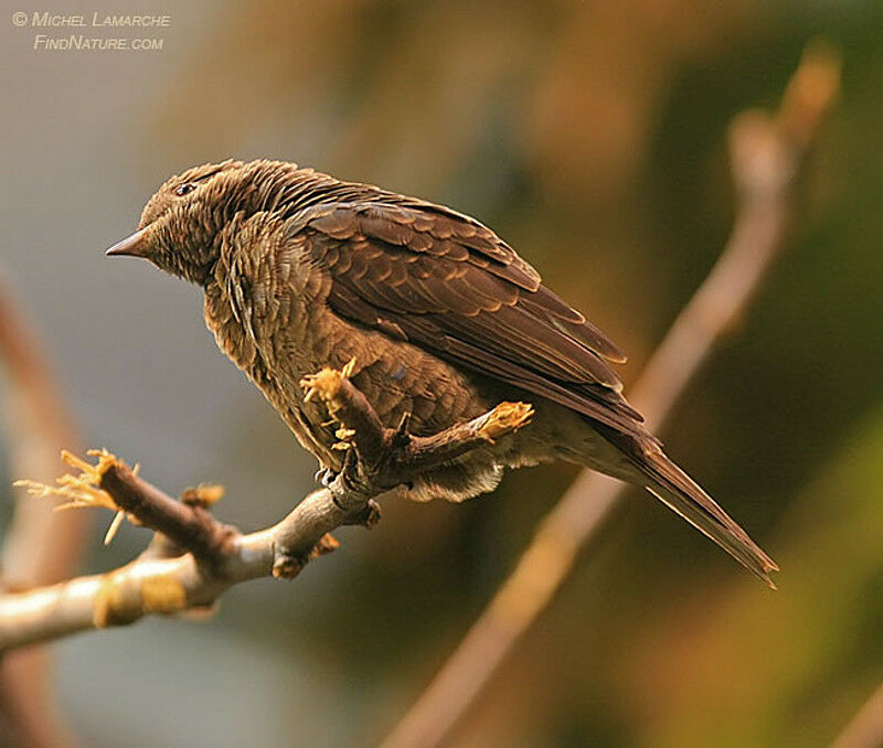 Cotinga de Cayenne femelle adulte