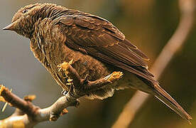 Cotinga de Cayenne