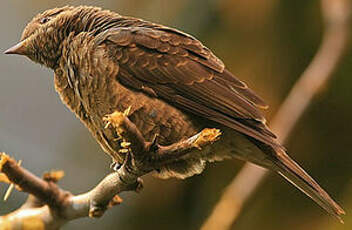 Cotinga de Cayenne