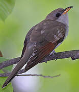 Yellow-billed Cuckoo