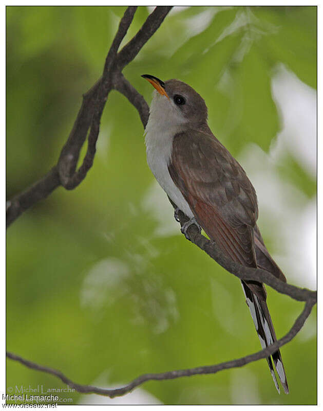 Yellow-billed Cuckooadult, identification