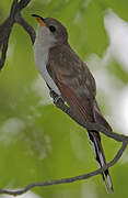 Yellow-billed Cuckoo