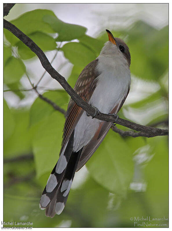 Yellow-billed Cuckooadult, pigmentation