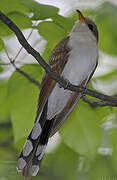 Yellow-billed Cuckoo