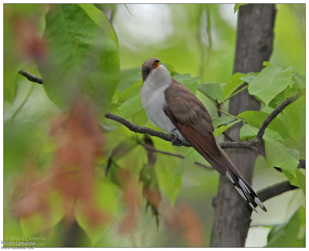 Yellow-billed Cuckooadult, identification