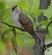 Yellow-billed Cuckoo