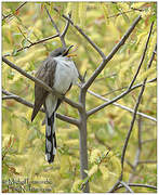 Yellow-billed Cuckoo