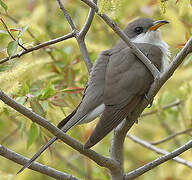 Yellow-billed Cuckoo