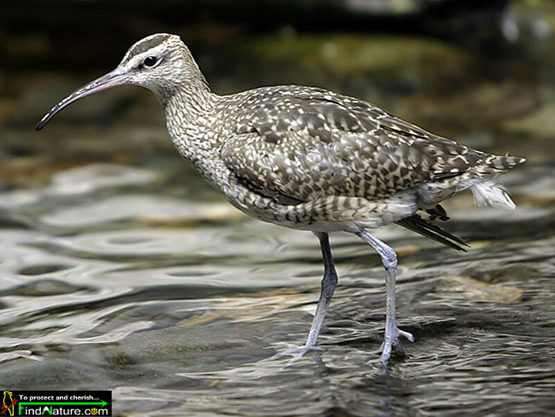 Whimbrel