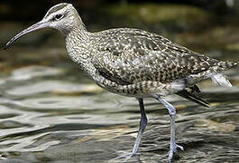 Whimbrel