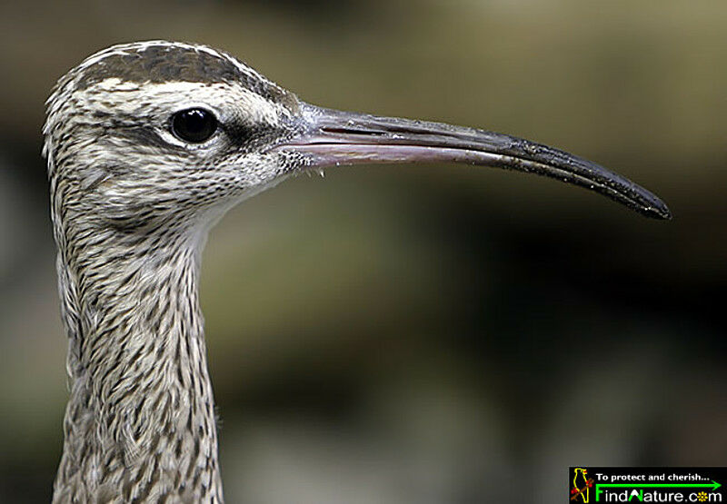 Whimbrel, identification