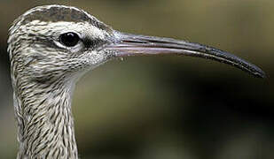 Eurasian Whimbrel