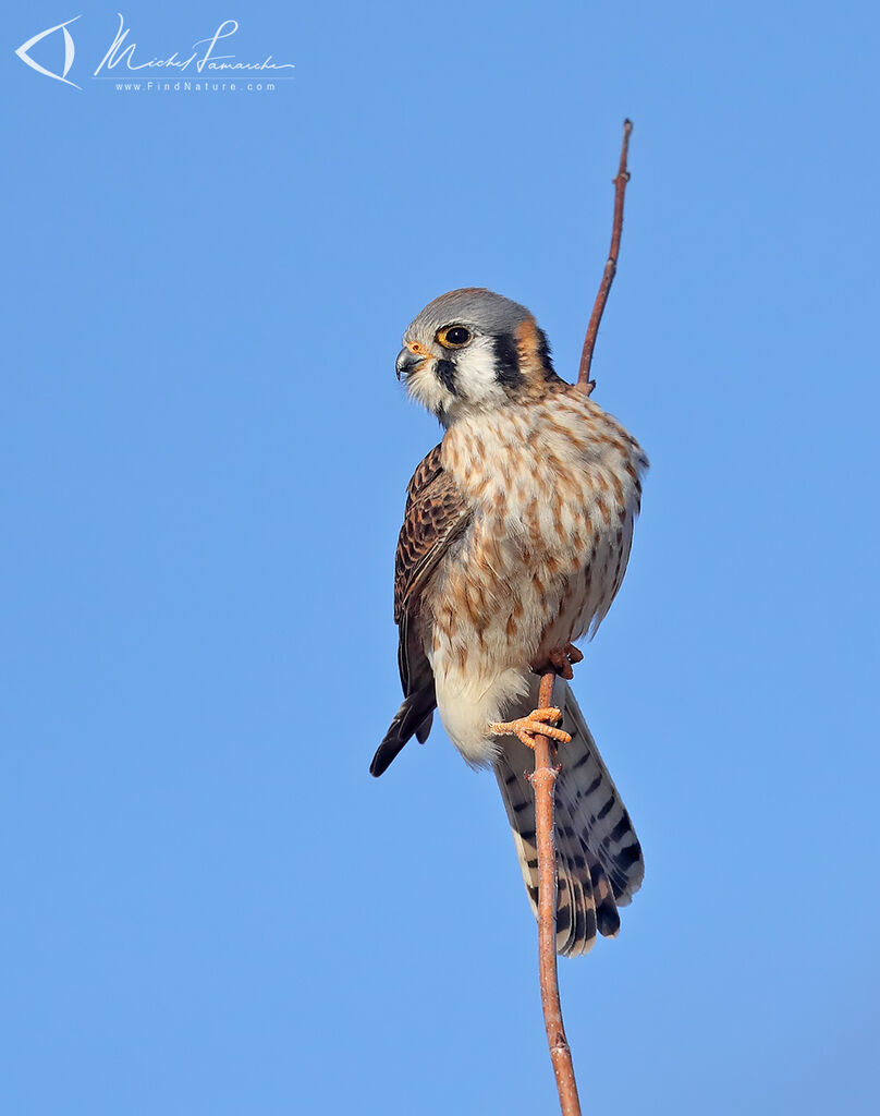 American Kestrel female adult