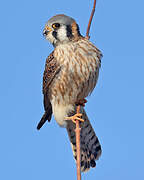 American Kestrel