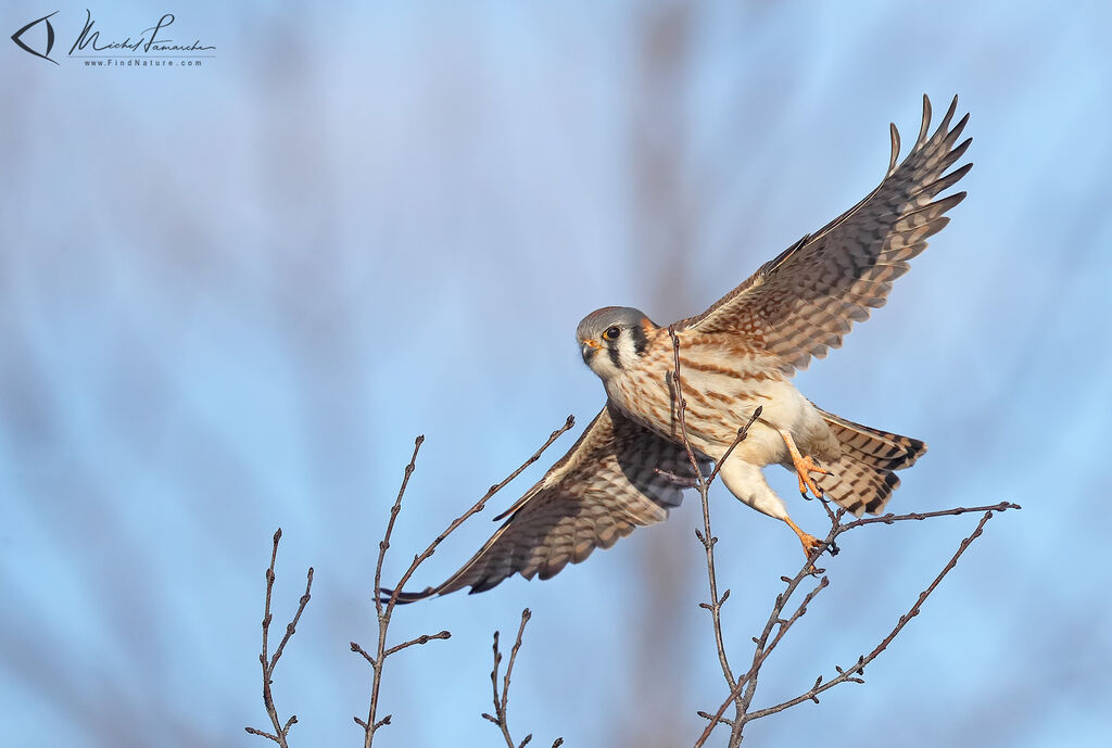 American Kestrel female adult