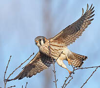 American Kestrel