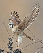 American Kestrel