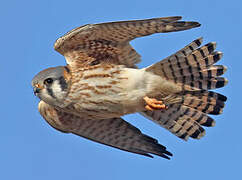 American Kestrel