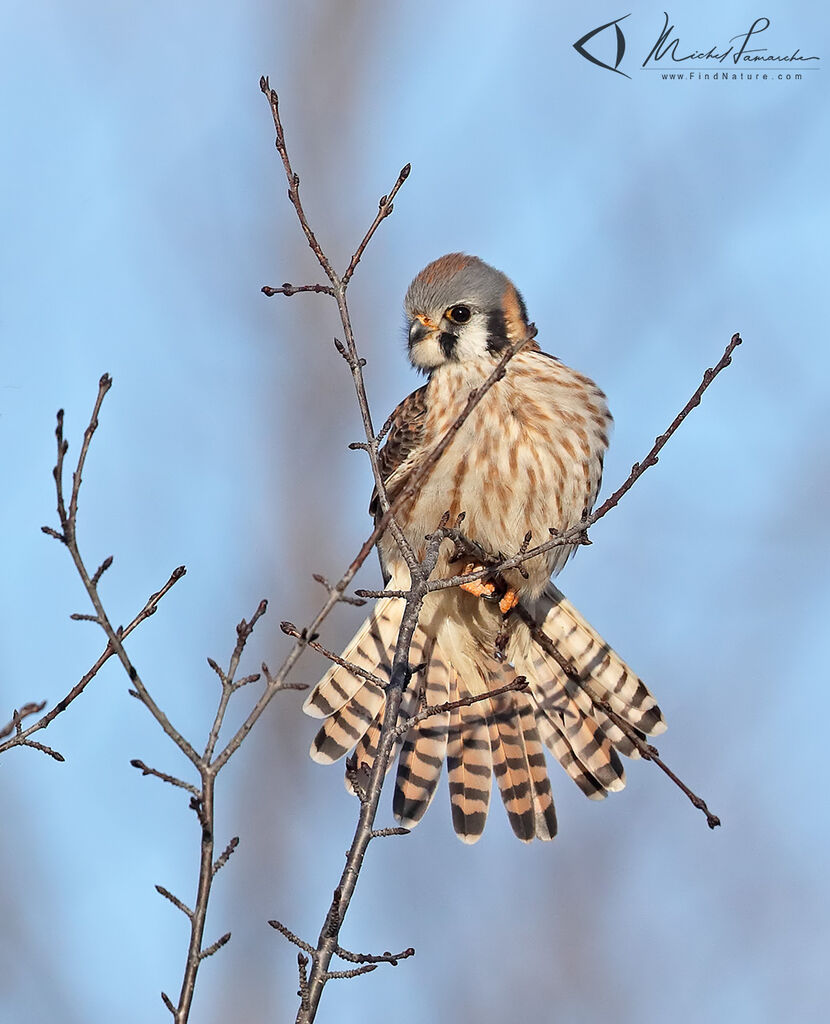 American Kestrel female adult