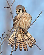 American Kestrel