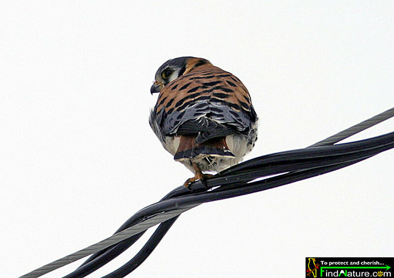 American Kestrel