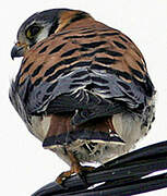 American Kestrel