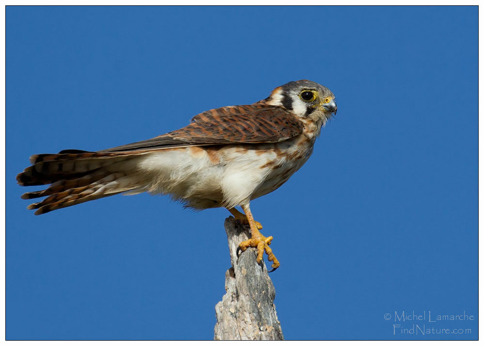 American Kestrel