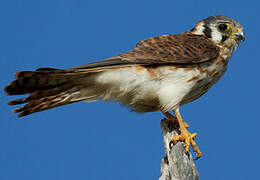 American Kestrel