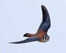 American Kestrel