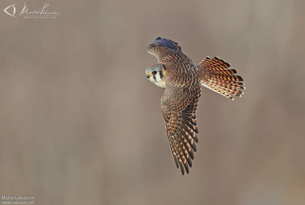 American Kestrel female adult, pigmentation, Flight