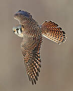 American Kestrel