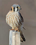 American Kestrel