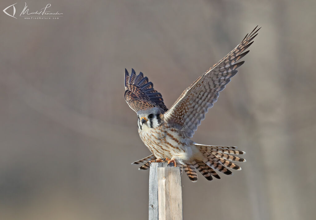 American Kestrel female adult