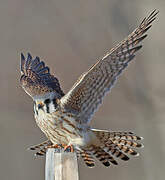 American Kestrel