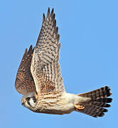 American Kestrel