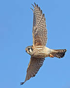 American Kestrel