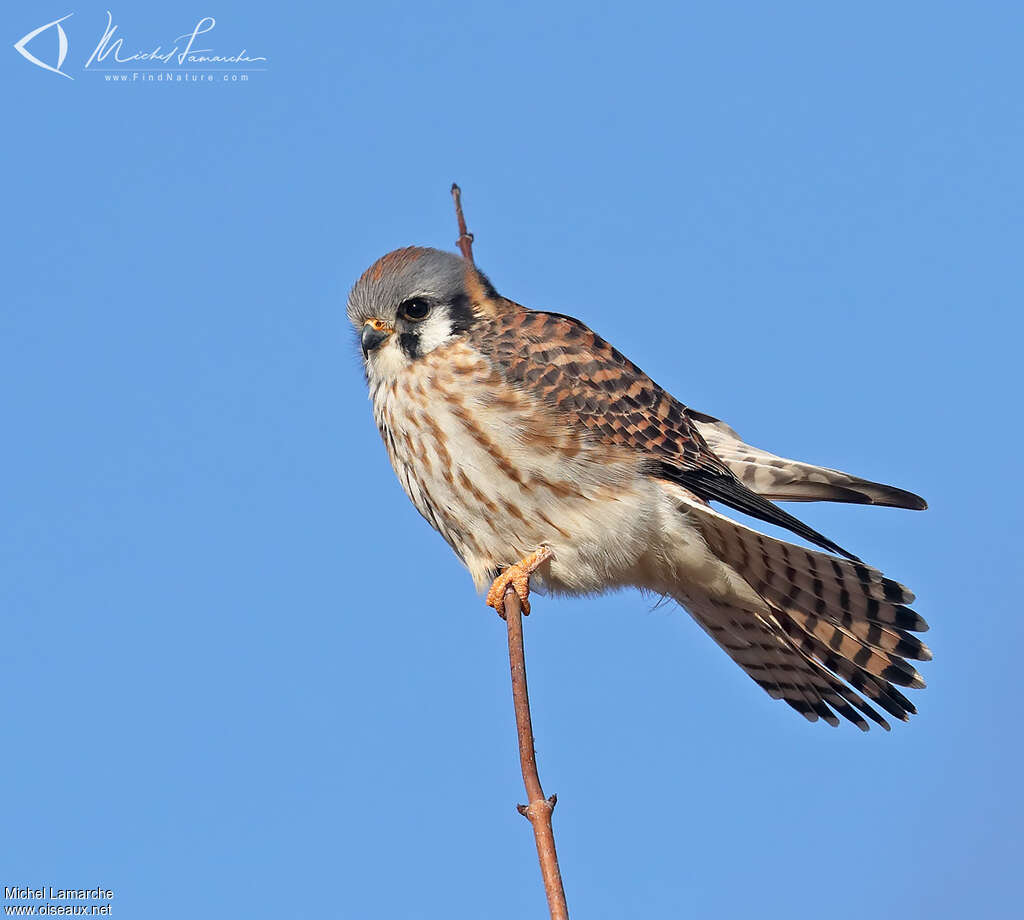 American Kestrel female adult, identification