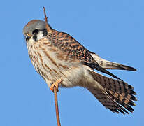 American Kestrel